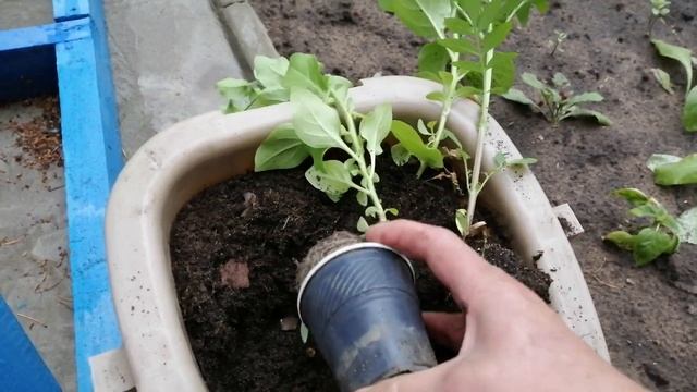 унитазный цветник смотреть онлайн