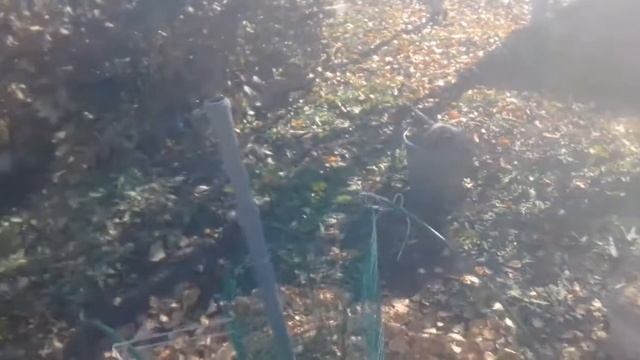 Укрываю ГРЕЦКИЙ ОРЕХ на ЗИМУ 22 10 2018г смотреть онлайн