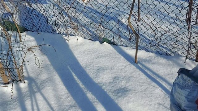 Сделайте это в феврале в саду и огороде #сад#огород #работы_в_феврале #удобрение_по_снегу смотреть онлайн