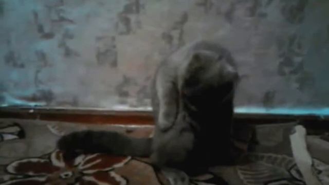 кот и скотч смотреть онлайн