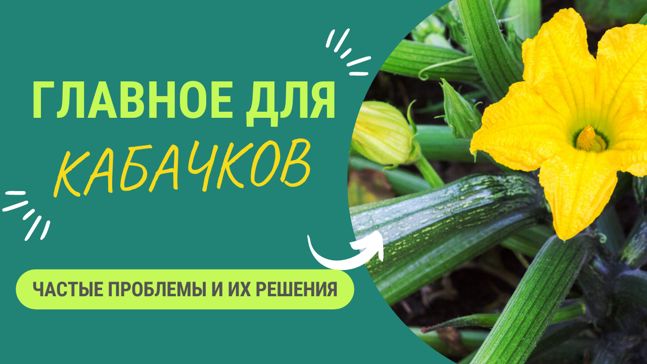 ГЛАВНОЕ О КАБАЧКАХ смотреть онлайн