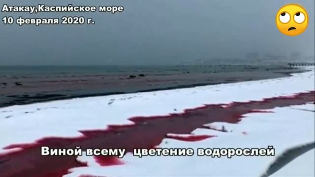 Каспийское море стало красным смотреть онлайн