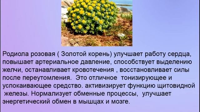 Школа по продукту ELEV8 ФУНКЦИИ ПЕЧЕНИ Н Андреева смотреть онлайн