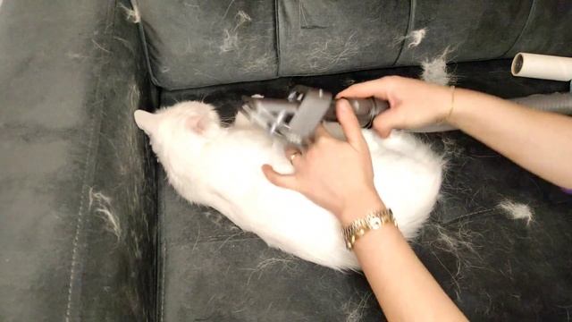 YouTube de ilk ve tek video!?? Dyson ile Kedi Süpürme Videosu Çektim? смотреть онлайн