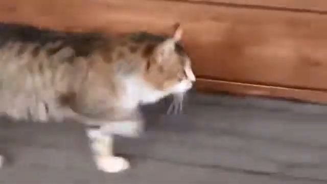 Тутуту туту тутуту (смешное видео #8) смотреть онлайн