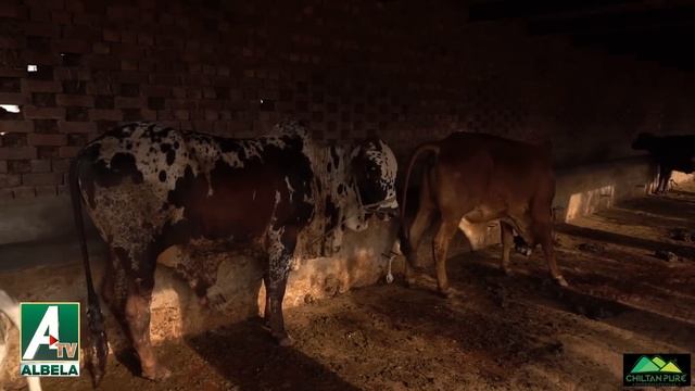 Dera Chaudhry Saleem Albela and Goga Pasroori as a Worker | New and Funny Video смотреть онлайн