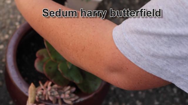 ECHEVERIA FIRE AND ICE - From Pup to Focal Point смотреть онлайн