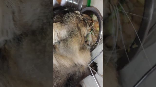 Завтрак кота, д-171 Овощная смесь, филе трески смотреть онлайн