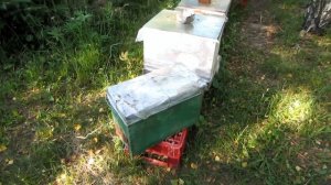 Пчеловодство.Роеловство.Поймал очередной хороший бродячий рой в лесу на новом месте.Курьезы роелова