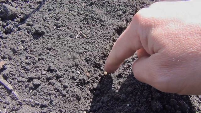 Свекла сеим 17 мая 2017 года Посев свеклы Дача Огород смотреть онлайн
