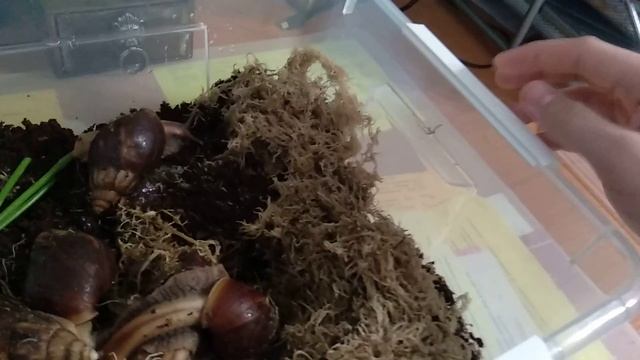 Мои петомцы! Гигантские улитки , Обзор! смотреть онлайн