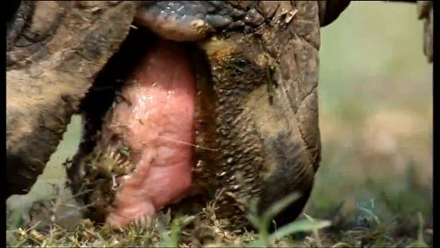 Giant Tortoises смотреть онлайн