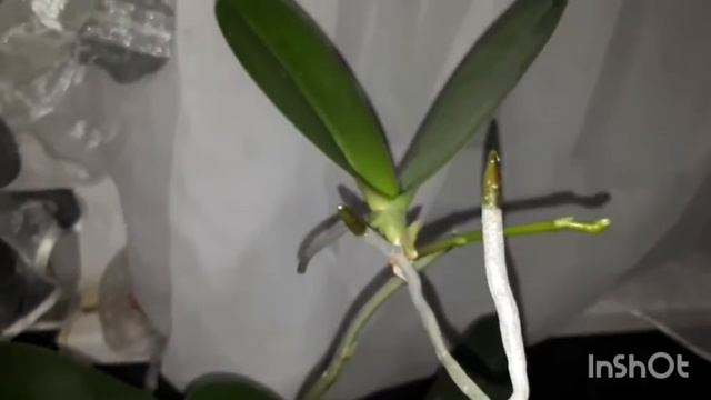 секретный ингридиент для цветения орхидей раскрыт!или почему орхидея не цветёт смотреть онлайн
