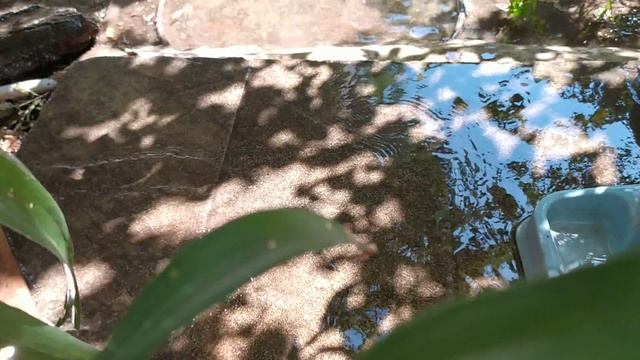Кошки все скучали, Марюся всё еще обижена, обычное утро в приюте для кошек, помыть, покормить смотреть онлайн