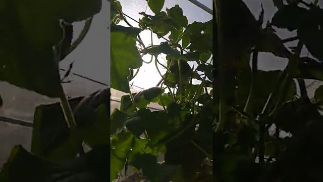 Огурцы в моей теплице смотреть онлайн