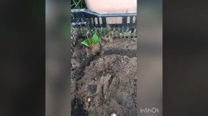 Укоренение черенков Миндаля