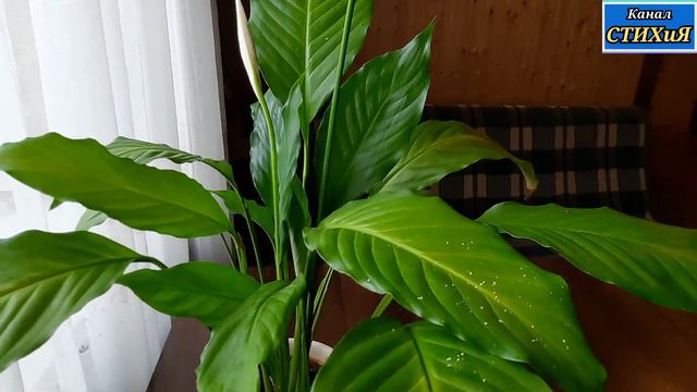 Спатифиллумы! Какаие они разные/Spathiphyllum! How different they are/Домашниецветы/Мои цветы/ смотреть онлайн