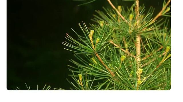 Sciadopitys verticillata Umbrella pine купить продажа смотреть онлайн