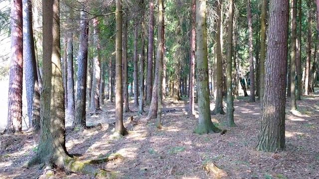 Прогулка по лесу в Одинцово смотреть онлайн