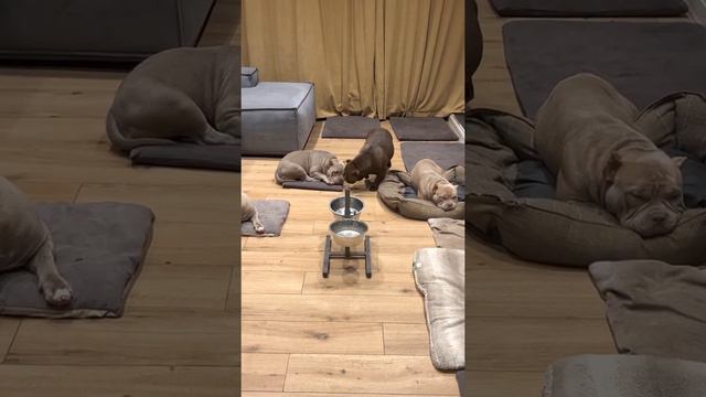 Ооооочень долгий выход на прогулку с просонья!) в воспитании тоже не всегда все идёт гладко) смотреть онлайн