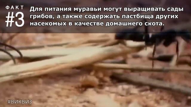 Что ты не знаешь о муравьях? #ФактыПротивМифов | Вопрос 213 | Викторина "Виквиз" смотреть онлайн