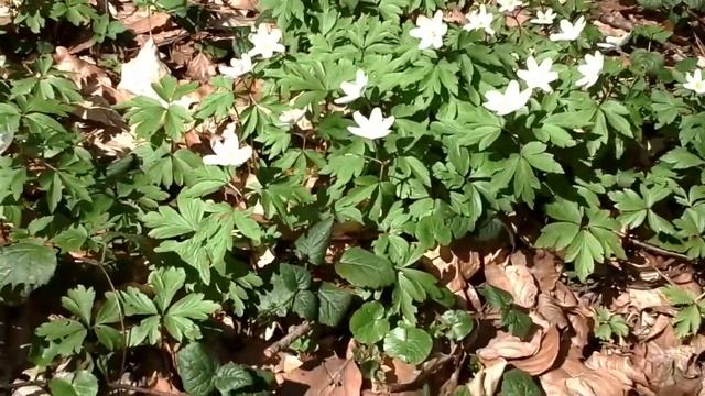 Wood anemone (Anemone nemorosa). 1 April 2017. смотреть онлайн
