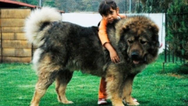 ТОП 10 ЛУЧШИХ ВОЛКОДАВОВ! смотреть онлайн