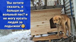 Купили Персику Будку. Обустраиваем ему место.