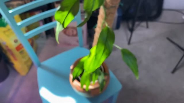 Houseplant Of The Week, Epipremnum Pindatum ‘skeletonkey’ #houseplants #epipremnum #pothos #LasVega