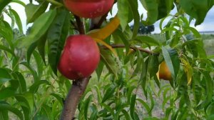 сравнение 5 летних деревьев персика на подвое пумиселект, жердель и алыча