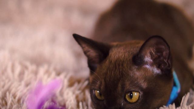 Голубая девочка смотреть онлайн