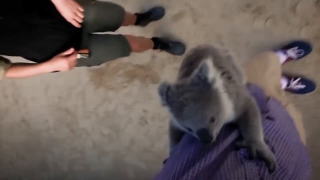 ТОП 5 Лучшие видео про коал. Милая и смешная коала. смотреть онлайн
