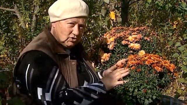 Садовые Истории Как сохранить цветок в зимнее время смотреть онлайн