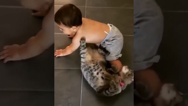 смешные видео про кошек , собак и животных | funny videos about cats 22 #cat #animals #funnycats смотреть онлайн
