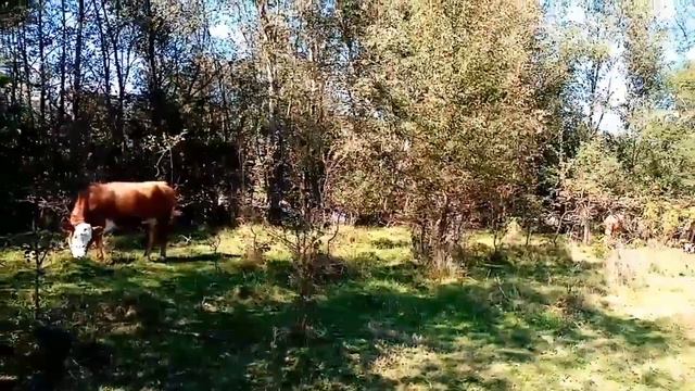 Коровки смотреть онлайн