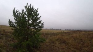 Утренняя охота на тетеревов с чучелами. Осень 2022