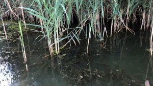 Рыбалка Краснодарский край река Кочеты