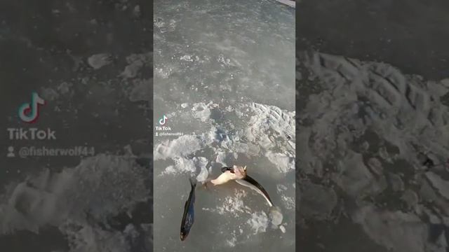 Вот это размер!Корюшка на финском заливе#fishing #врейтинг смотреть онлайн