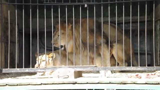 львиные страсти смотреть онлайн