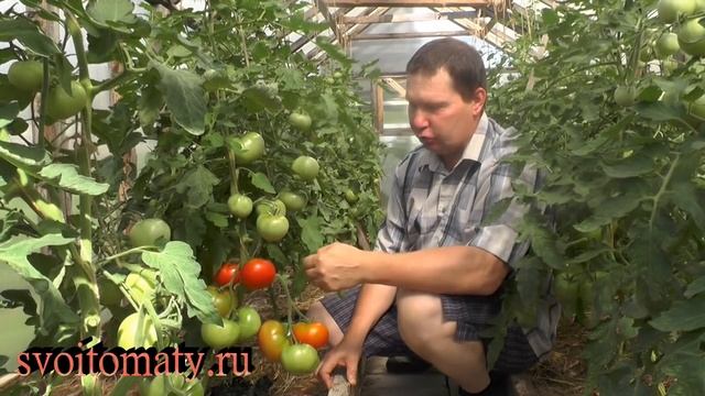 Два способа выращивания рассады, конец эксперимента смотреть онлайн