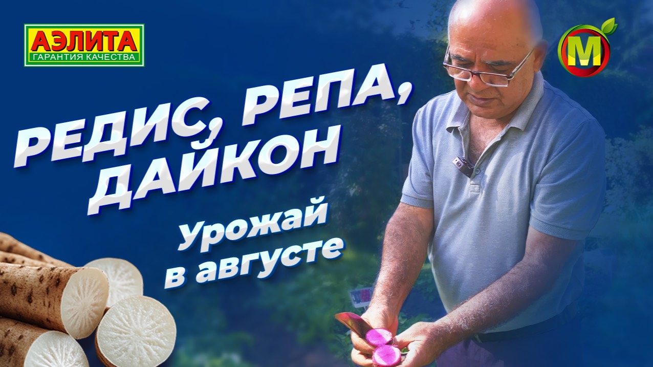 РЕДИС, РЕПА, ДАЙКОН. Результаты посева на второй урожай! смотреть онлайн