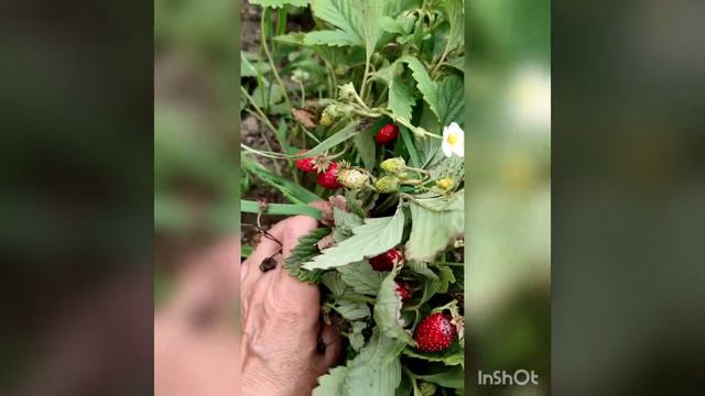 Канал Попова О.П. Земляника Барон Салемахер 5 августа 2021 г. смотреть онлайн