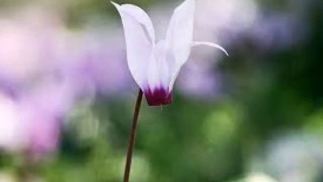 Игорь Филатов - Ракефет (Фиалки) смотреть онлайн