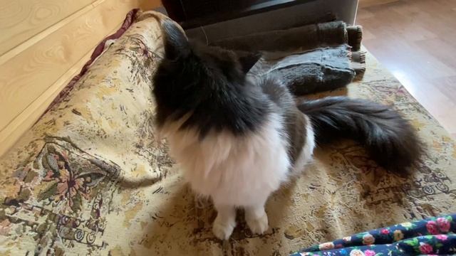 Кот скрипит и просит есть смотреть онлайн