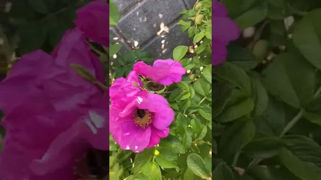 Жужжания шмеля. смотреть онлайн