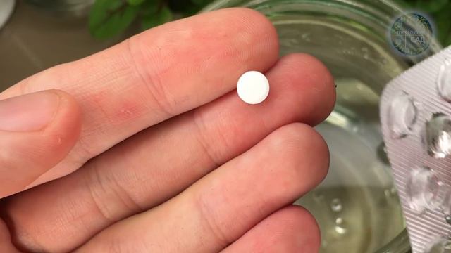 Сам Поражен! 1 Таблетка на литр воды и Даже Хилая Рассада Укрепляется, Толстеет и Прет Во Всю! смотреть онлайн