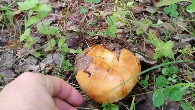 Грибная Охота - Это Фиаско смотреть онлайн