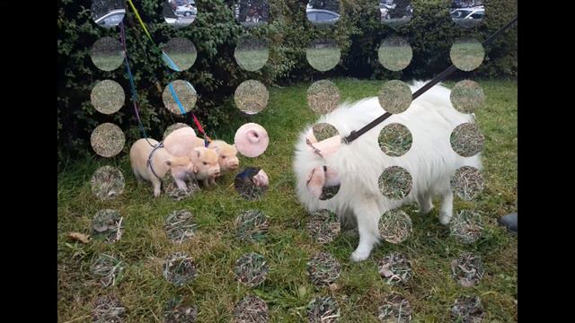 Минипиги смотреть онлайн