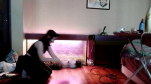 Туториал по галопу!//Рикки//квадробика//териантропия//галоп #квадробика #териан #туториал #видео