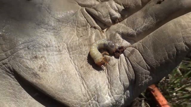 Находки на окраине поля с дмитрием мусихиным смотреть онлайн